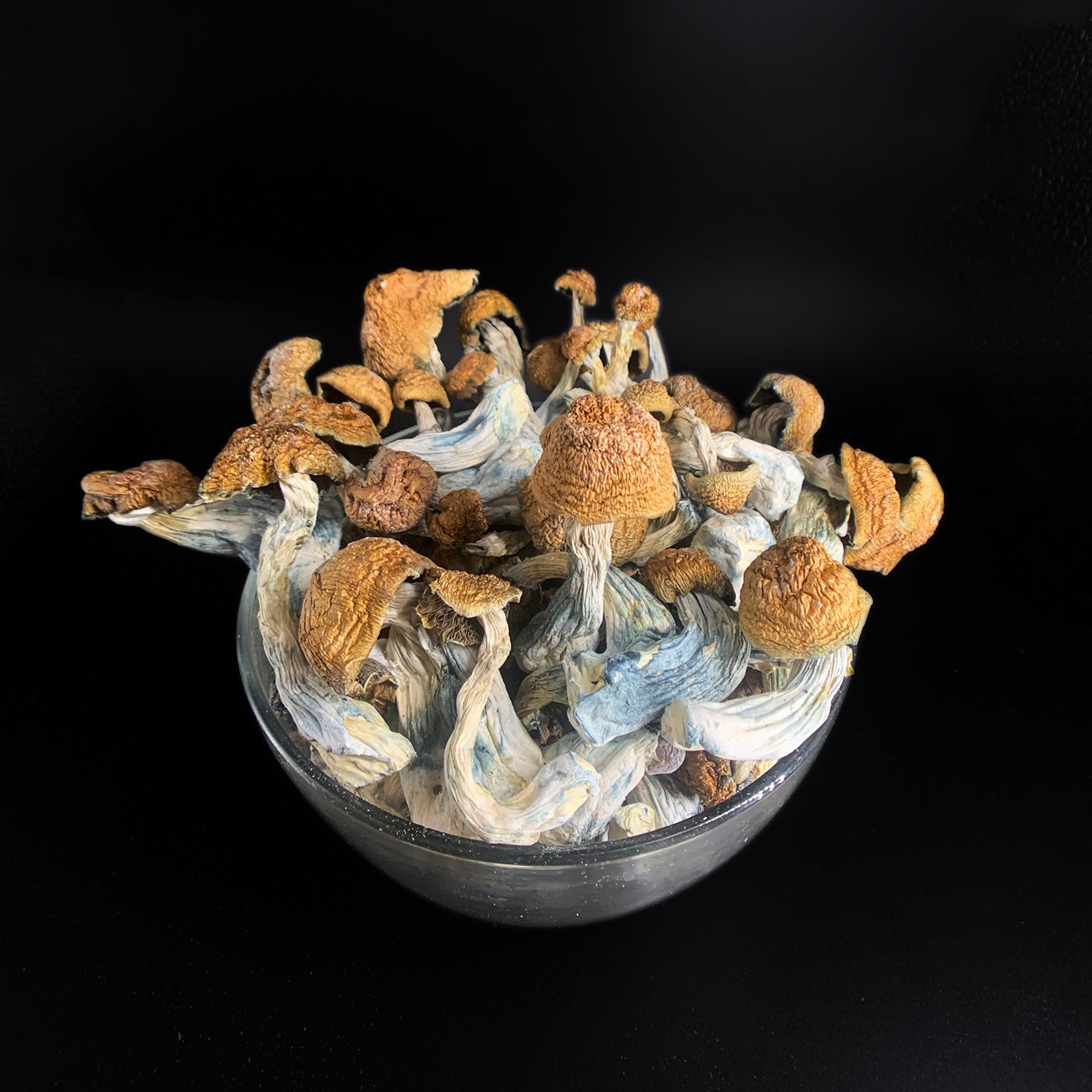 Penis Envy Mushrooms